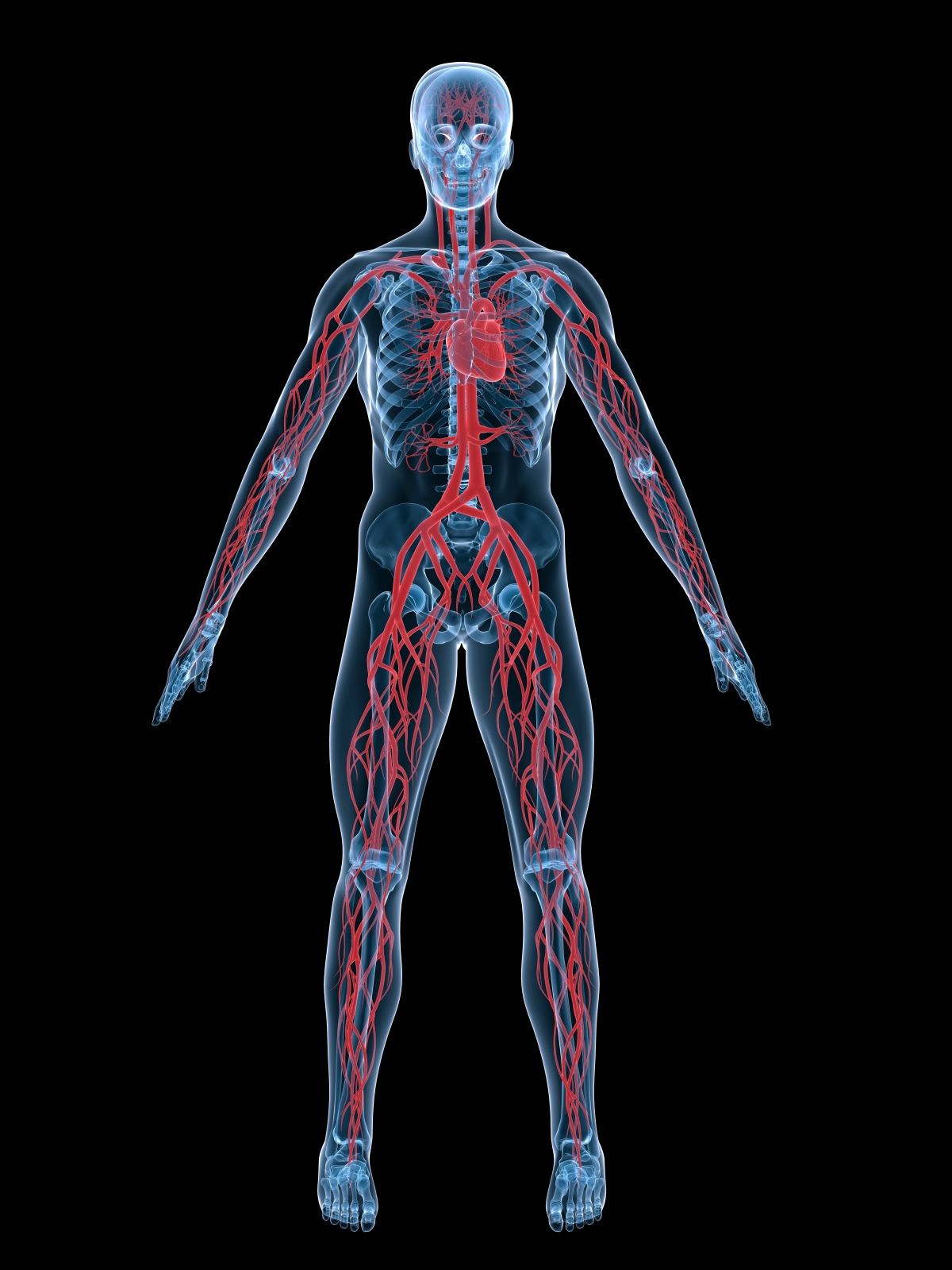 13 Circulatory System Flow Chart Of Blood Robhosking Diagram