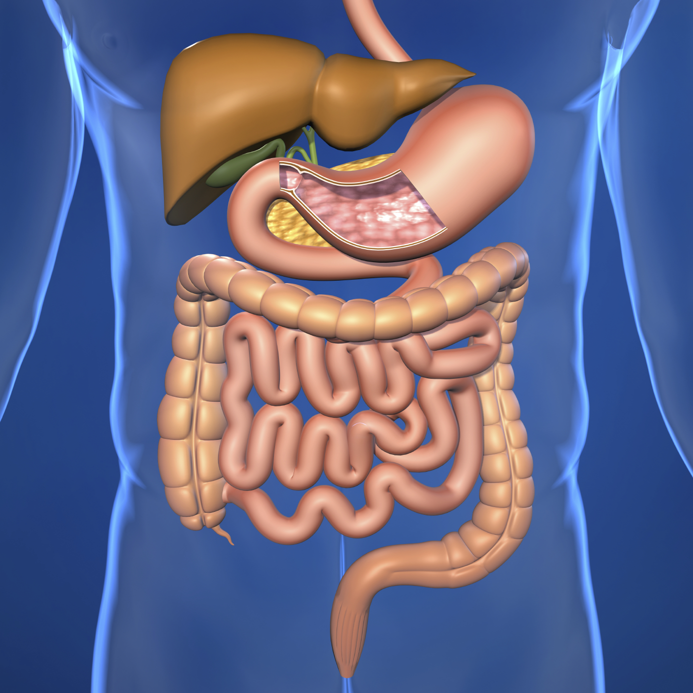 Human Body Digestive System Diagram - Digestive System Diagram Human ...