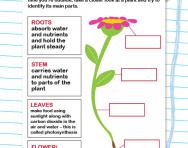 Gardening and plant science projects for primary-school children