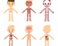 Anatomy for kids