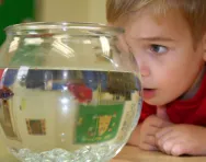 Boy looking at goldfish