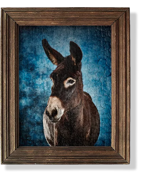 Adopt a Donkey with the Donkey Sanctuary