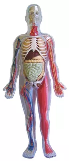 Human Body model, Mulberry Bush