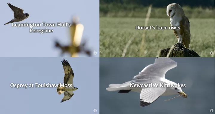 Webcams provided by Wildlife Trusts across the British Isles