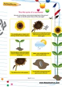 The life cycle of a sunflower worksheet