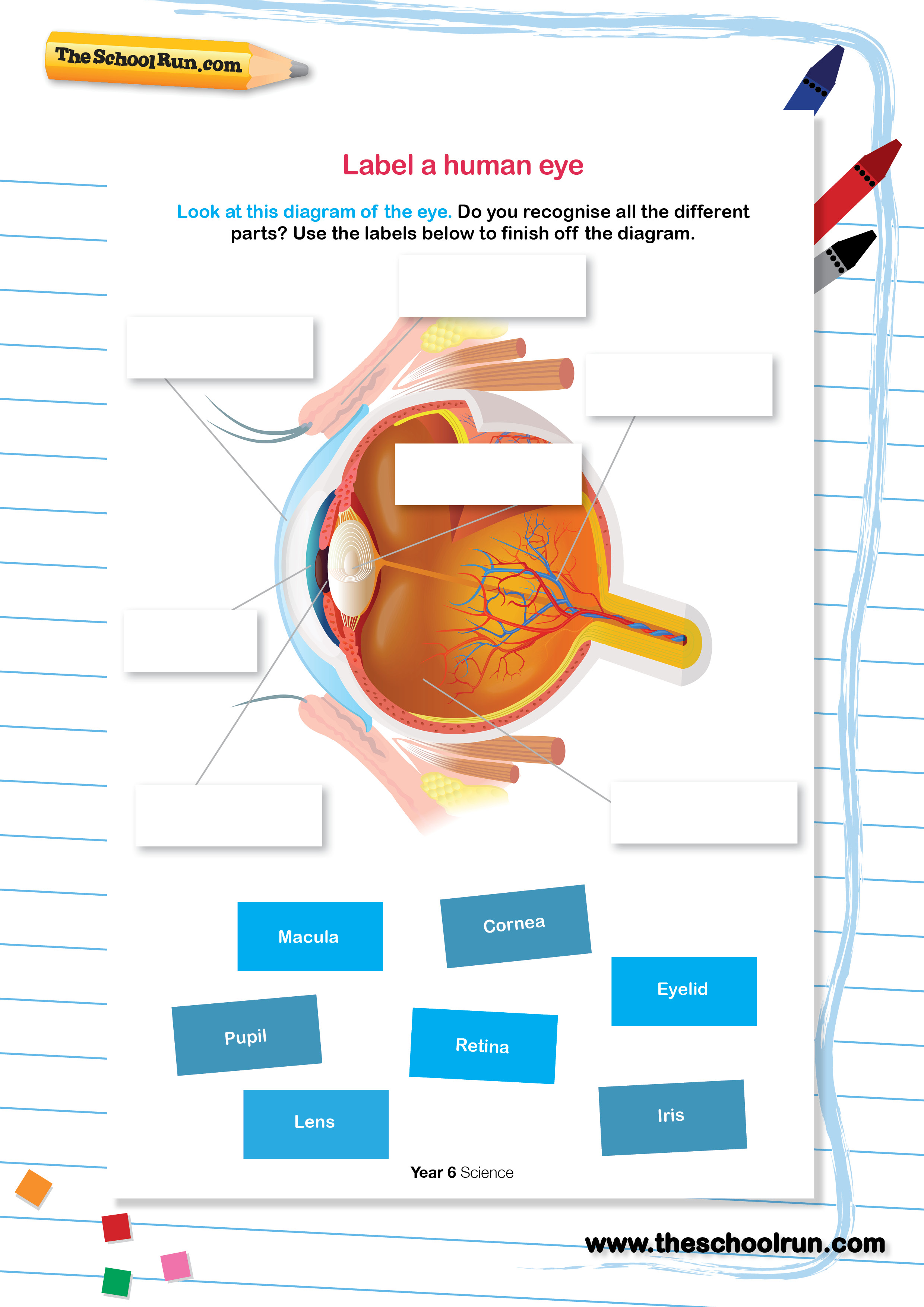 free images of human eye with label